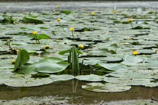 Nénuphar jaune