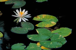 Water Lily