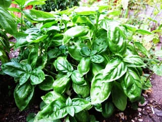 Basil (genus)