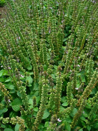 Hoary Basil