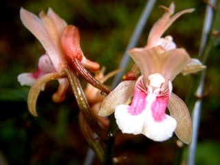 Orchidea monaca