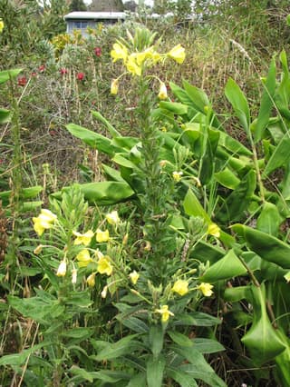 Enotera