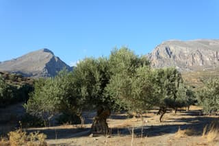 Olive tree