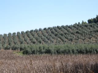 Oliveira Arbequina