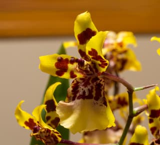 Dancing Lady Orchid (genus)