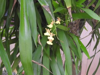 Tall Oncidium
