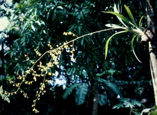 Bauer's Dancing Lady Orchid