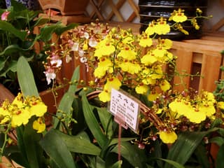 Táncoló hölgy orchidea