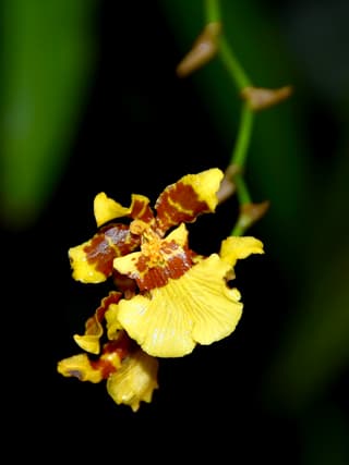 Golden Shower Orchid