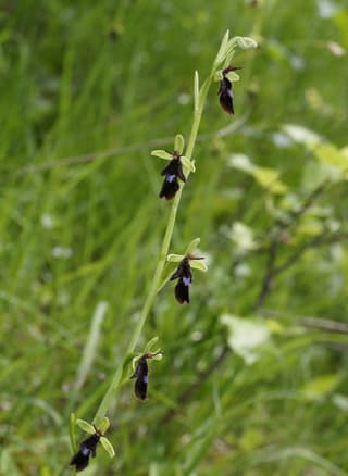 Ophrys insectifera