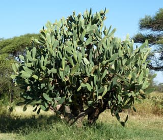 Figo-da-índia