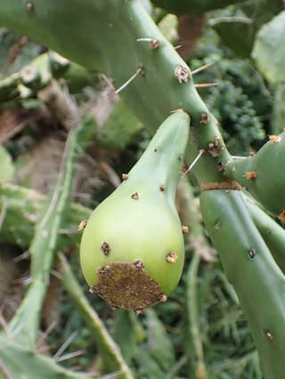 Palma-do-mato