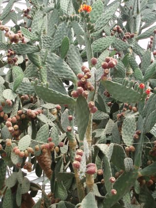 Nopal velu