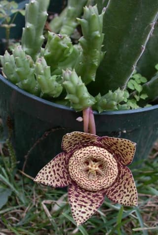 Carrion Flower