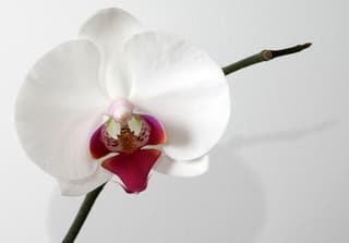 Orchid