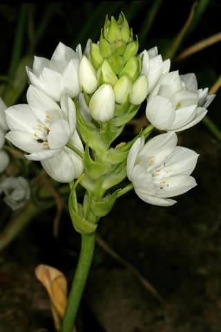 Chincherinchee