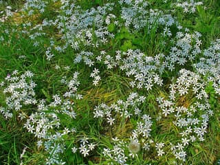 Star-of-Bethlehem