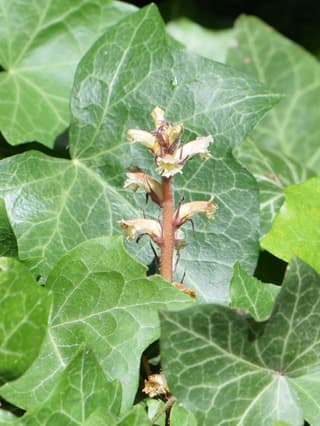 Ivy Broomrape