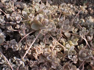 Orostachys