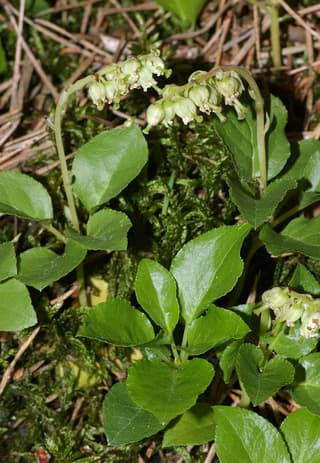 sidebells wintergreen