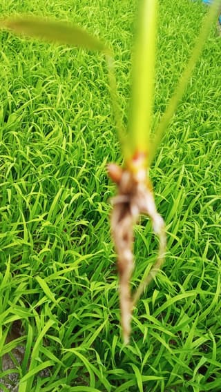 Arroz
