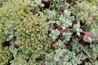 Oscularia