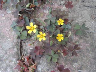 Creeping Woodsorrel