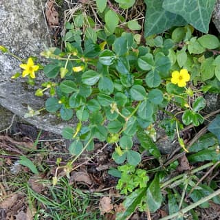 Köttig oxalis