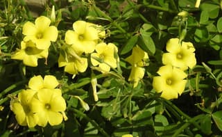 Bermuda Buttercup
