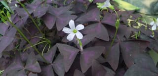 False Shamrock