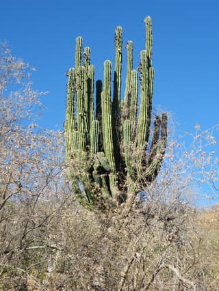 Indian Comb Cactus
