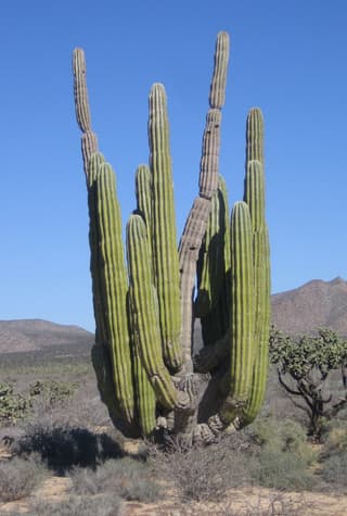 Cardão gigante mexicano