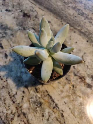 Pachyphytum bracteosum