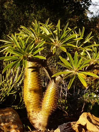 Madagascar Palm
