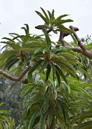 Palmeira-de-madagascar-prateada