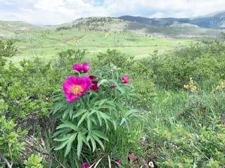 European Common Peony
