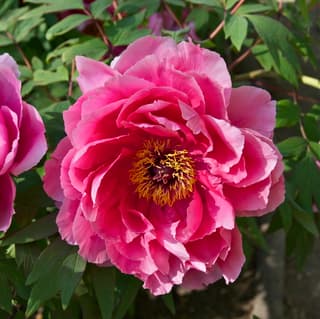 Tree Peony