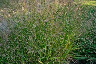 Capim-switchgrass
