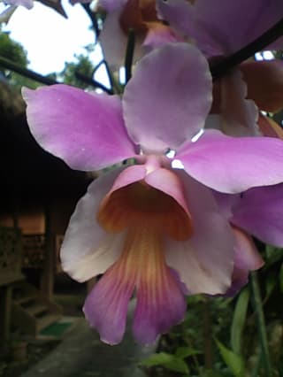Vanda-teres