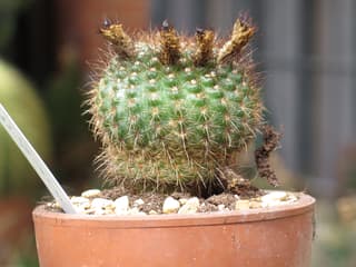 Cacto Bola Híbrido