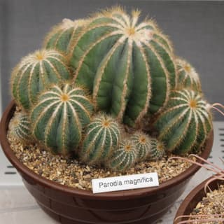 Blauwe bolcactus
