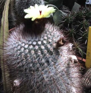 Cactus boule d'argent