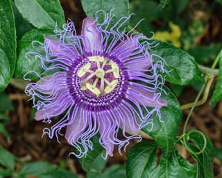 Passion Flower / Passion Vine (genus)
