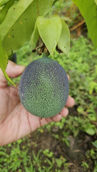 Sweet Granadilla
