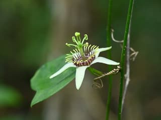 Corkystem Passion Vine