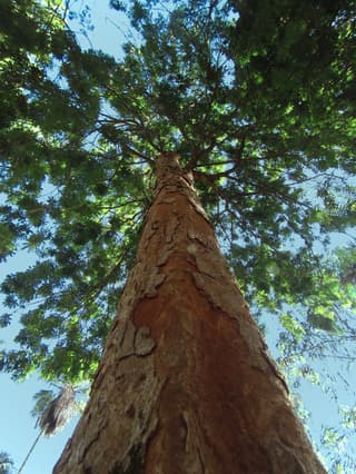 Brazilwood