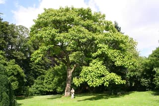 Kiri / Paulownia (género)