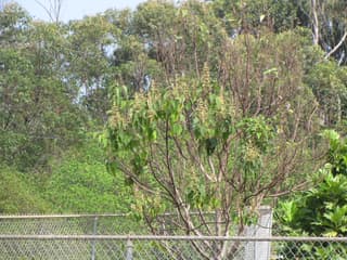 Árvore-da-imperatriz