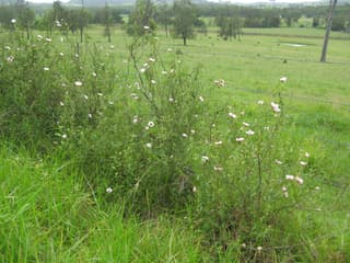 Pavonia (genus)