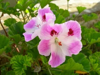 Velecvetna pelargonija